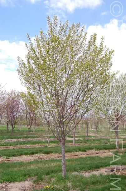 PrunusserrulataSnowGoose30