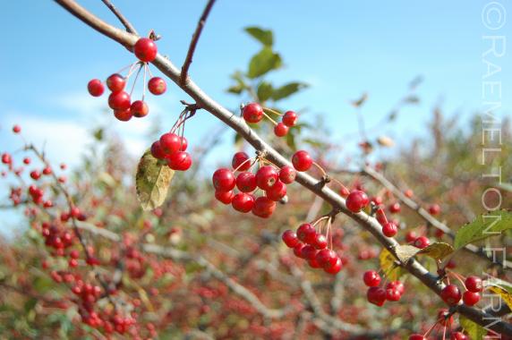 Malus 'Mary Potter'